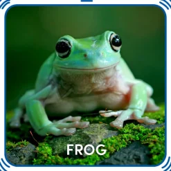 Frog Sound