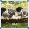 Kitty 5-in-1 Sound