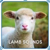 Lamb Sounds
