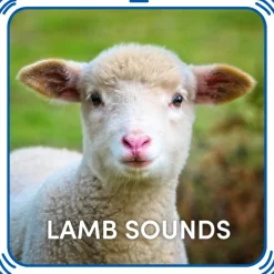 Lamb Sounds
