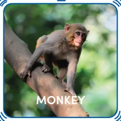 Monkey Sound