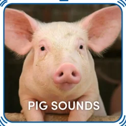 Pig Sounds
