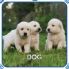 Puppy 5-in-1 Sound